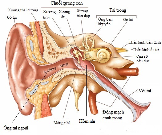 Viêm tai giữa khiến dịch mủ đọng ở tai gây ù tai, bệnh viêm tai giữa ở trẻ